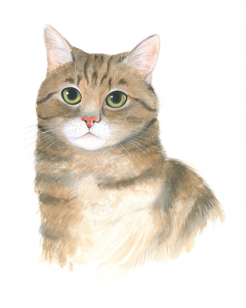 Gattino Plato da Isabelle Brent