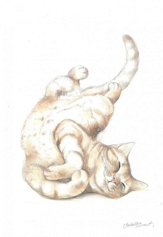 Gatto rilassato da Isabelle Brent