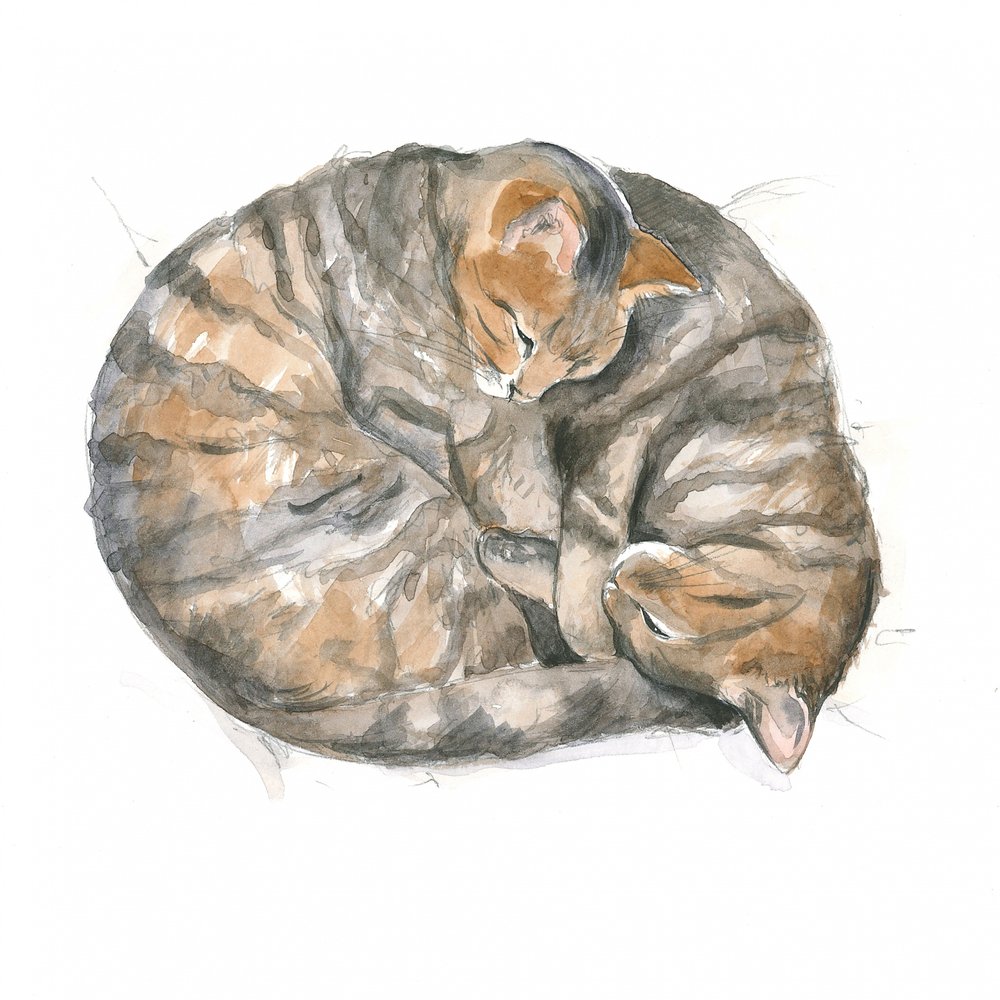 Gatti rotondi da Isabelle Brent