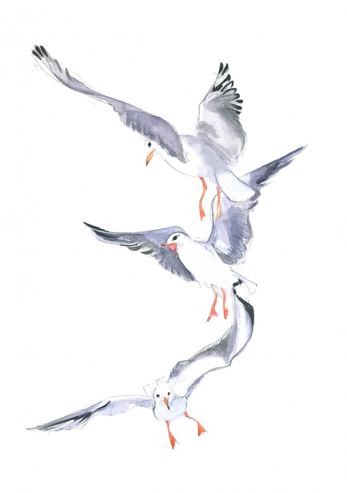 Volo di gabbiano da Isabelle Brent