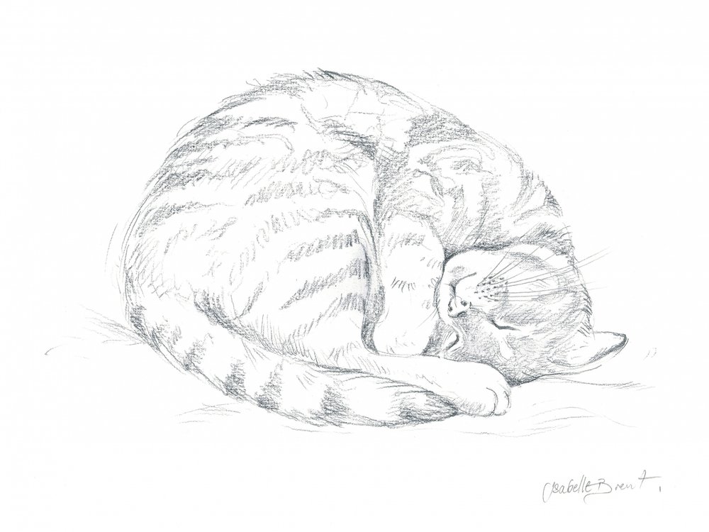 Disegno di un gatto addormentato da Isabelle Brent