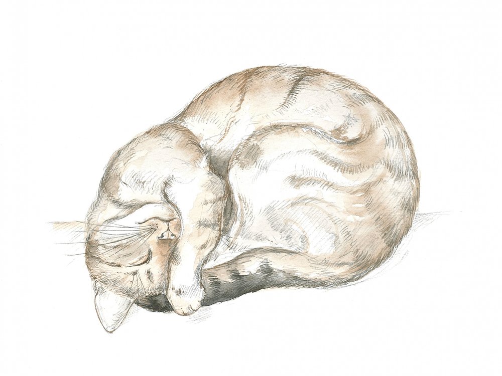 Gatto soriano dormiente da Isabelle Brent