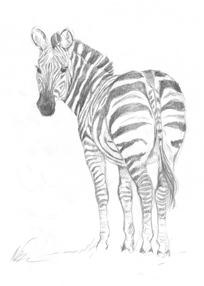 Zebra da Isabelle Brent