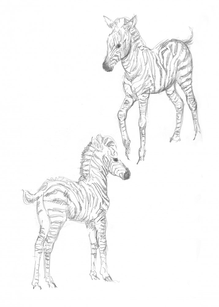 Puledri di zebra da Isabelle Brent