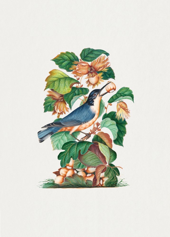 Bellissimo picchio muratore da James Bolton