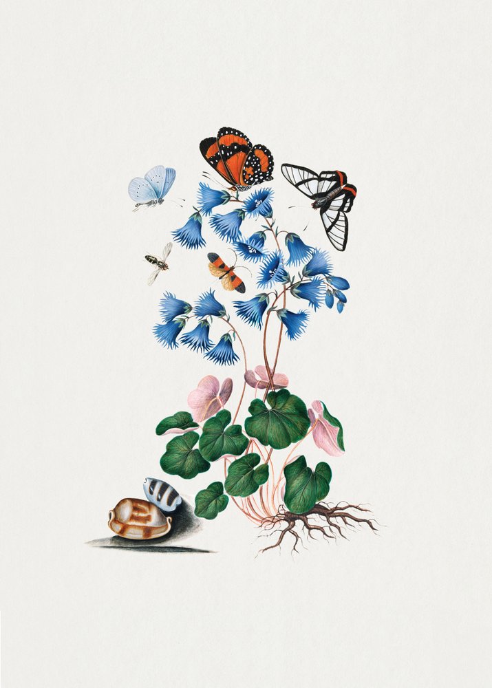 Primula nana da James Bolton
