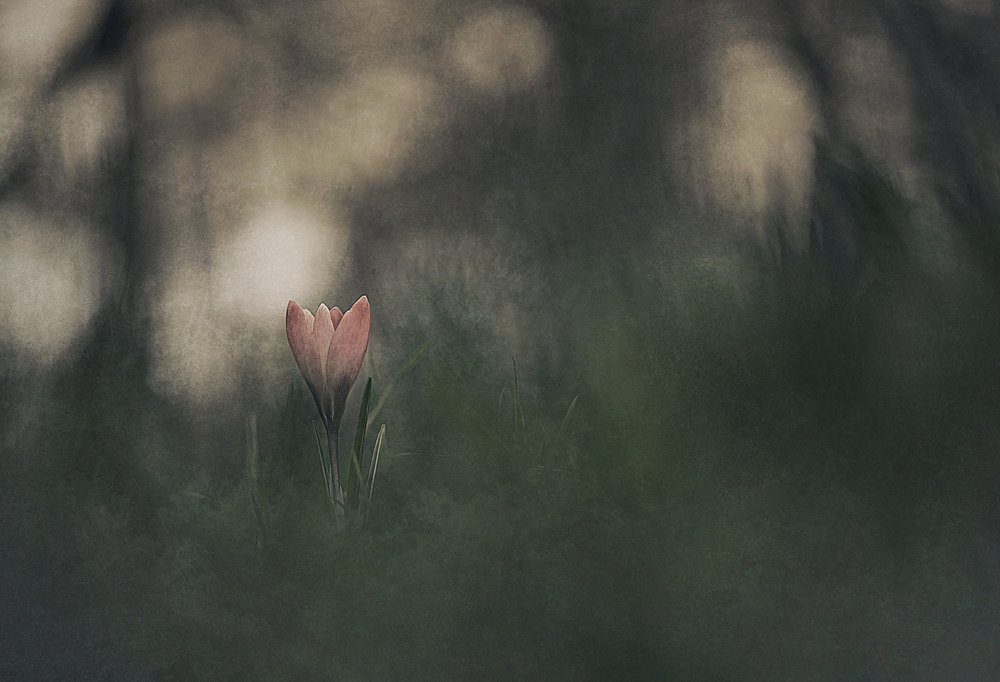 Sognante fiore rosa da Jan van der Linden