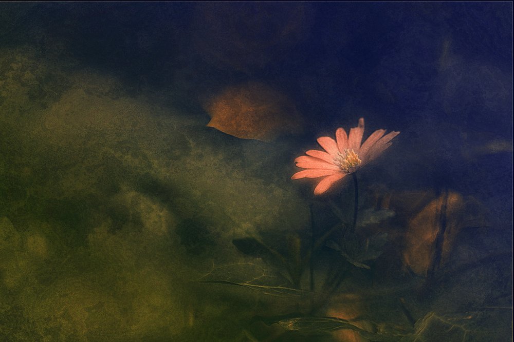 Sognante fiore rosa da Jan van der Linden