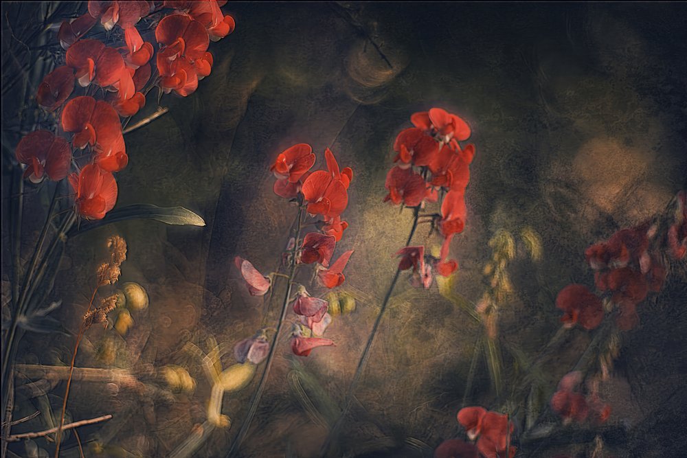 Piselli odorosi rossi malinconici da Jan van der Linden