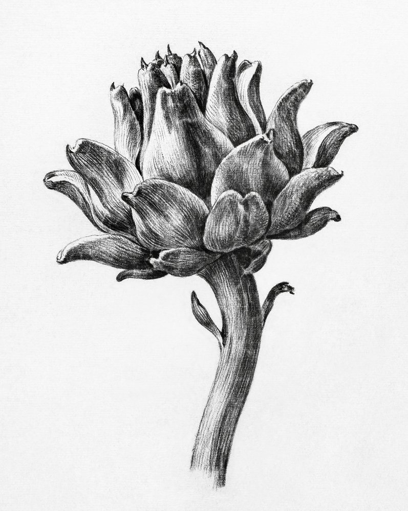 Carciofo di Jean Bernard da Jean Bernard
