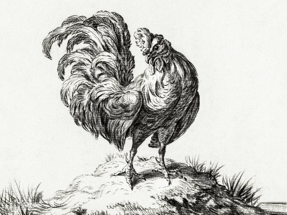 Un pollo in cima a una collina da Jean Bernard