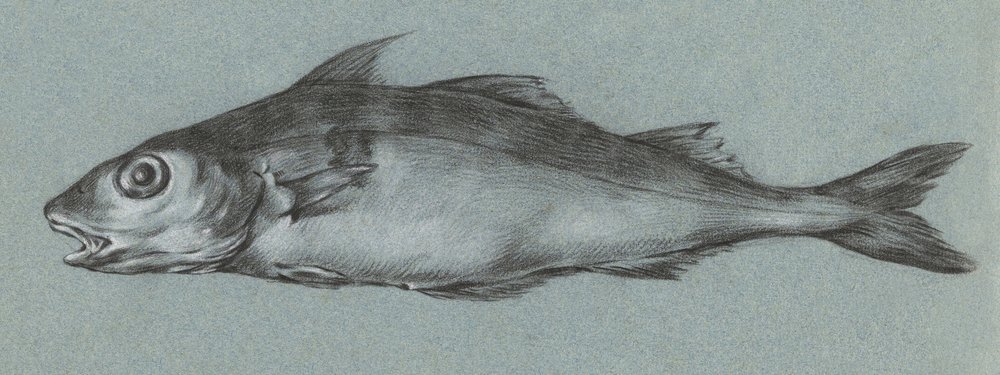 Fish Green (1775–1833) da Jean Bernard