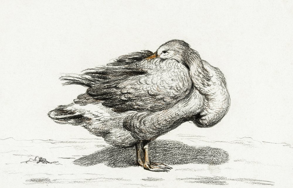 Goose (1816) da Jean Bernard