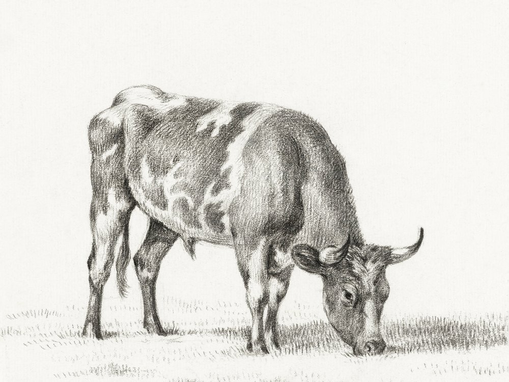 Toro al pascolo da Jean Bernard