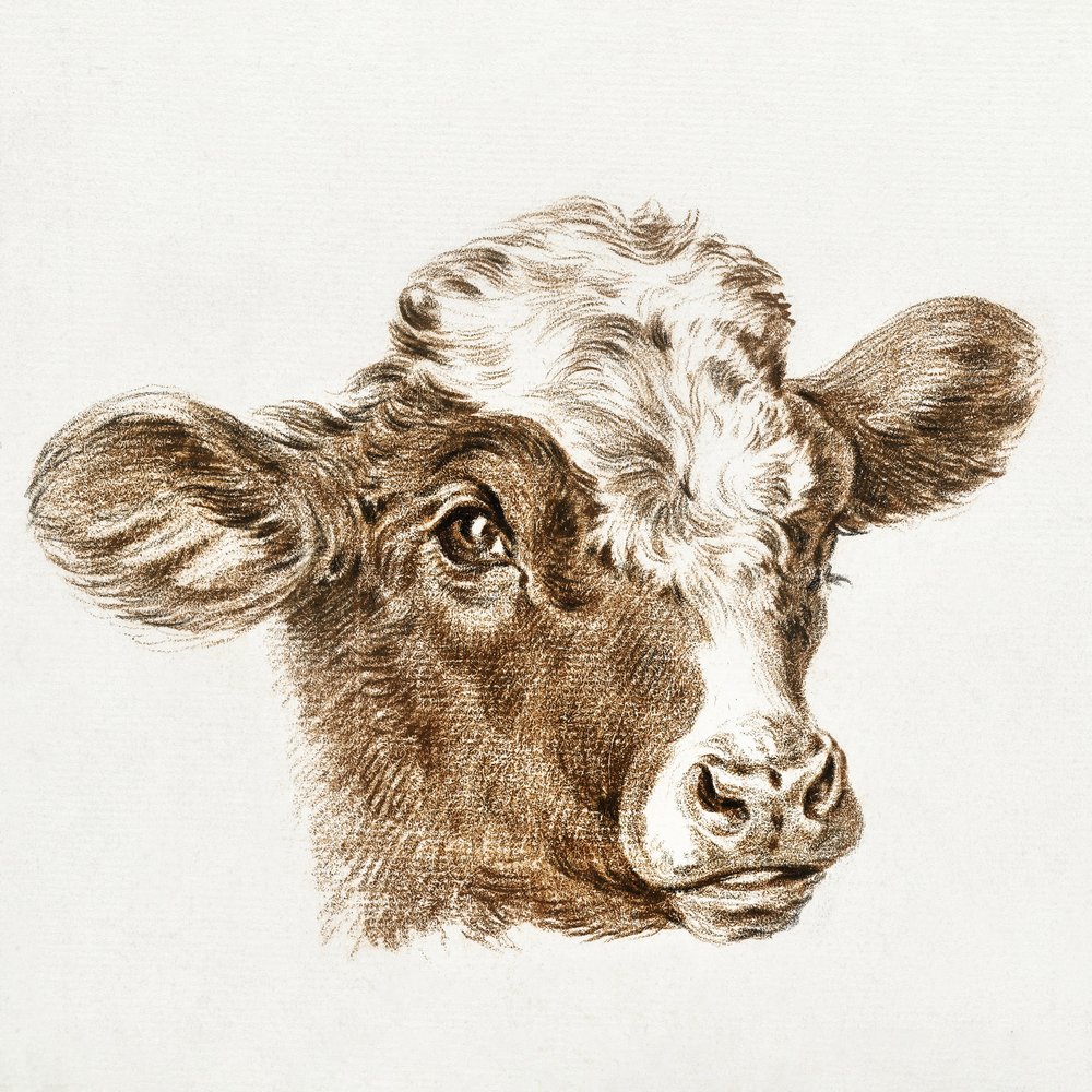 Testa di mucca da Jean Bernard