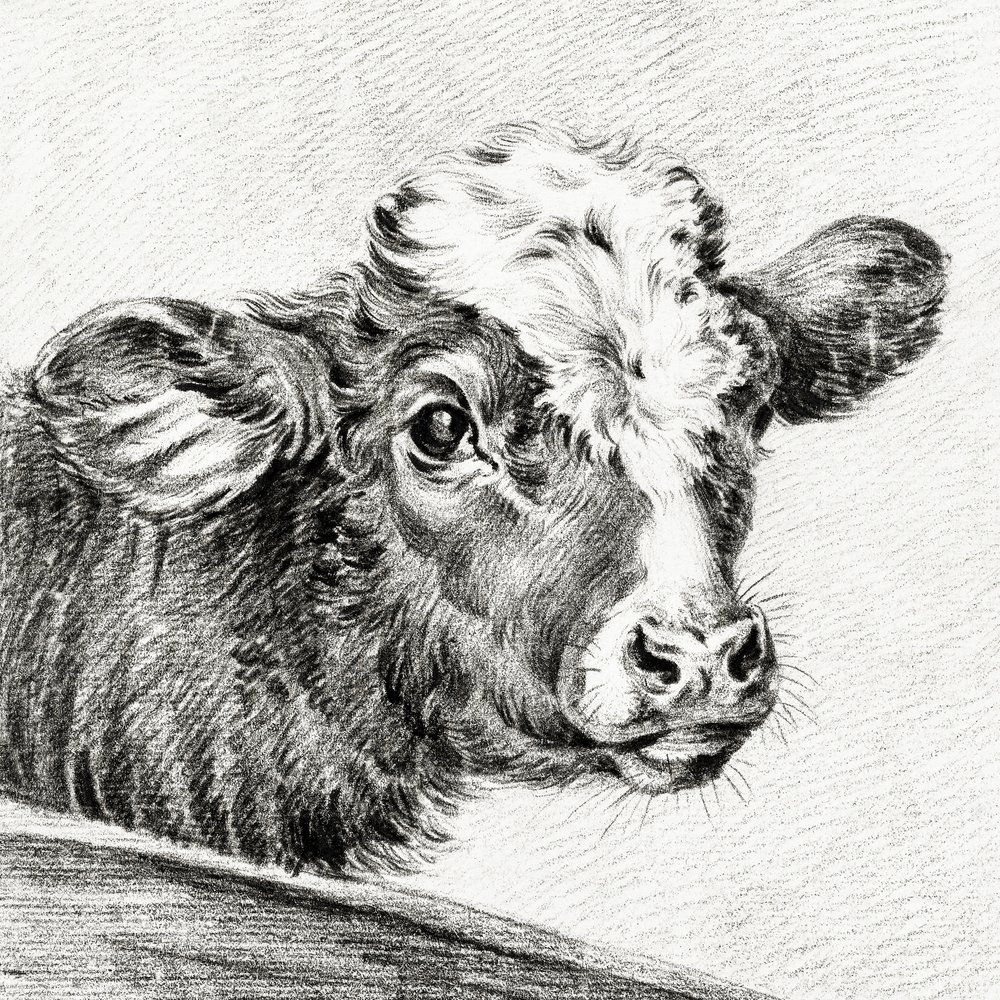 Testa di mucca da Jean Bernard