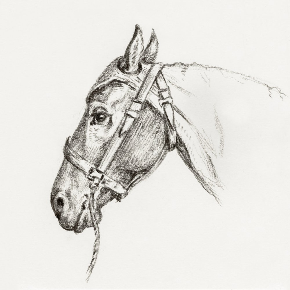 Testa di cavallo (1818) da Jean Bernard