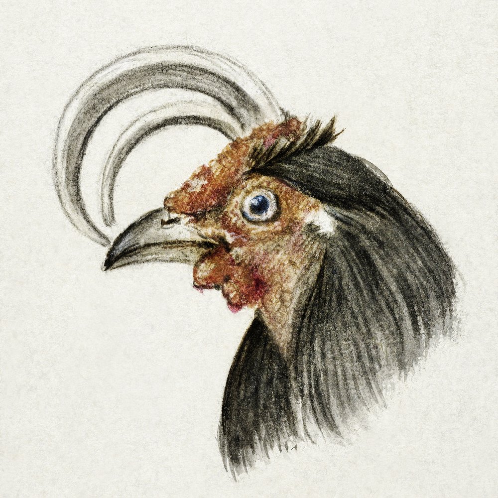 Testa di gallo (1816) da Jean Bernard