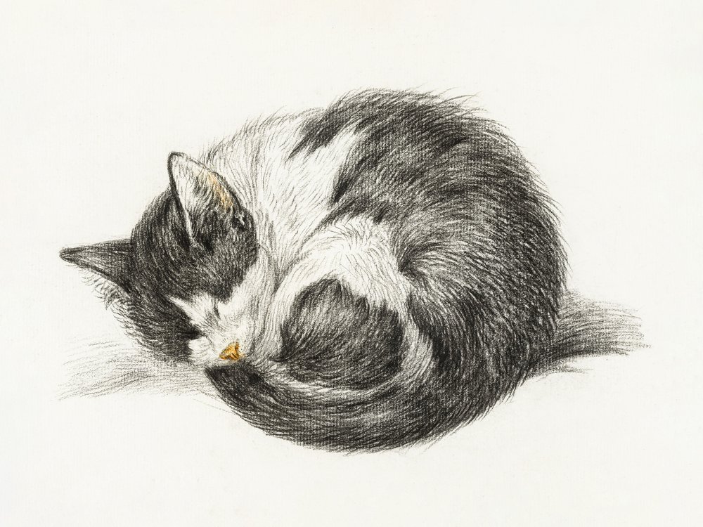 Gatto raggomitolato che dorme (1825) da Jean Bernard
