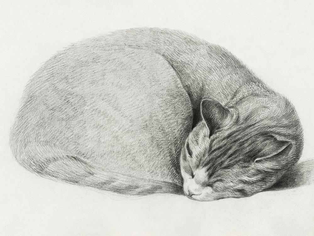 Gatto raggomitolato che dorme, di Jean Bernard (1775-1883) da Jean Bernard