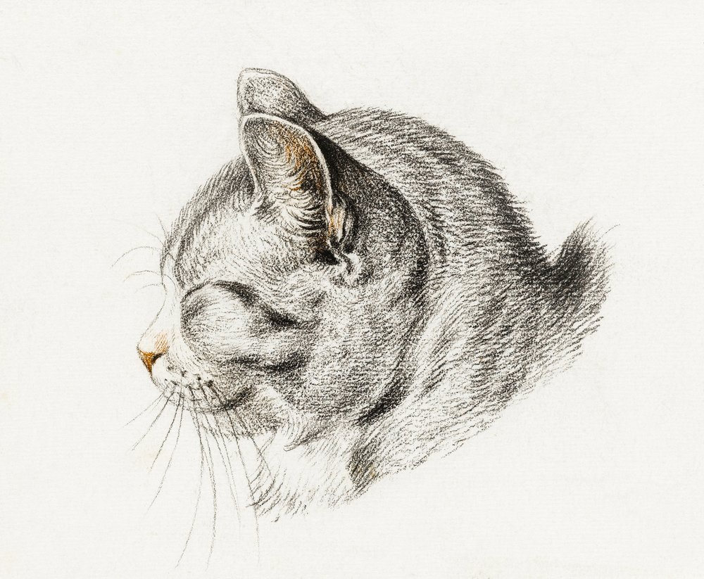 Schizzo di un gatto (1813) da Jean Bernard