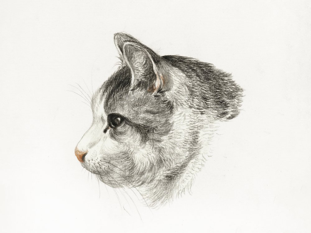 Schizzo di un gatto (1819) di Jean Bernard (1775-1883) da Jean Bernard