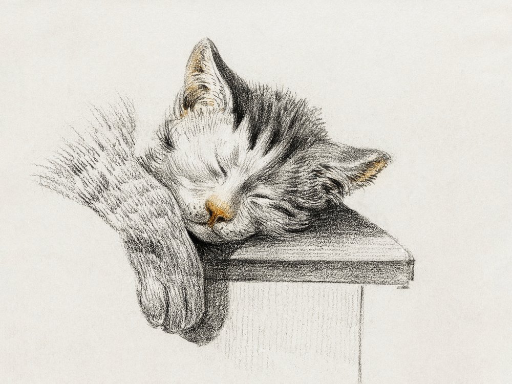 Schizzo di un gatto che dorme da Jean Bernard