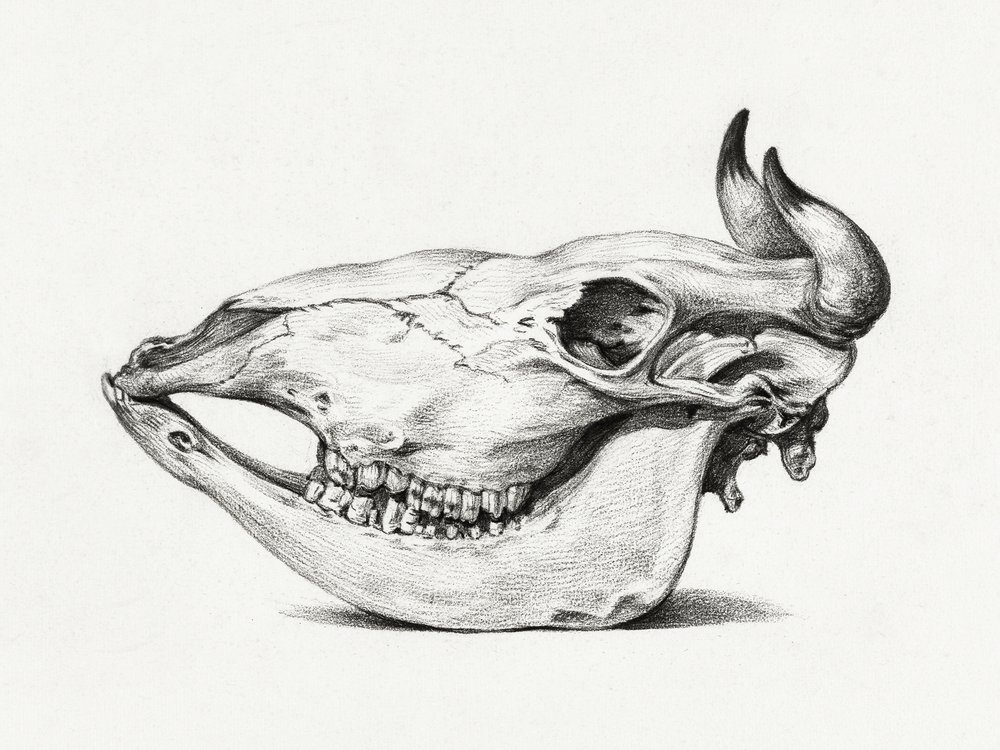 Teschio di mucca (1816) da Jean Bernard