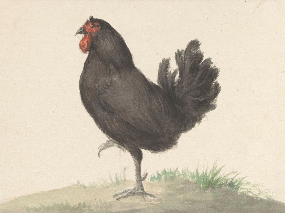 Il gallo nero in piedi (1775–1833) da Jean Bernard