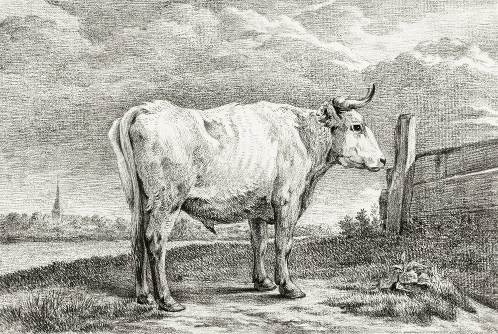 Toro in piedi (1817) da Jean Bernard