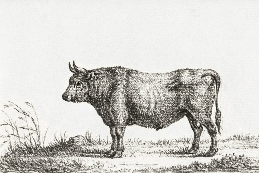 Toro in piedi da Jean Bernard
