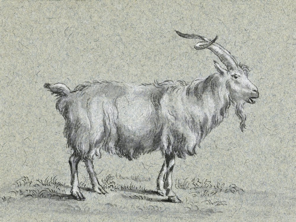 Capra in piedi di Jean Bernard da Jean Bernard