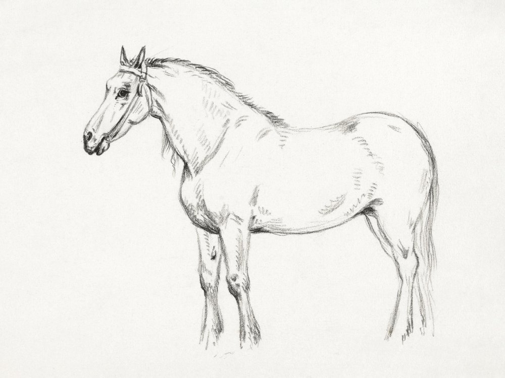 Cavallo in piedi (1818) da Jean Bernard