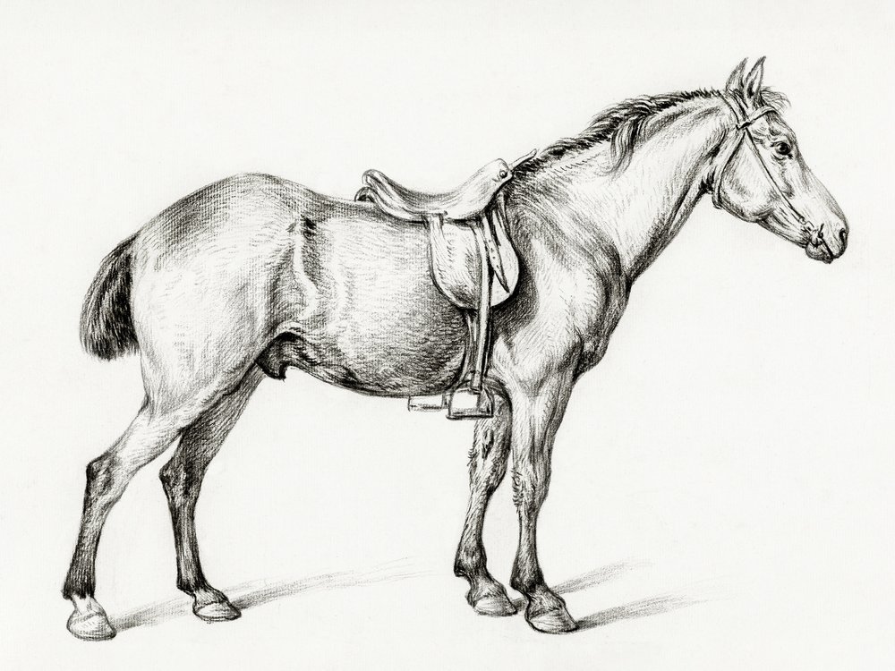 Cavallo in piedi di Jean Bernard (1775-1883) da Jean Bernard