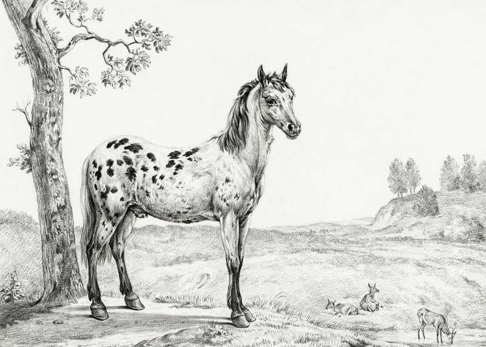Cavallo pezzato in piedi da Jean Bernard