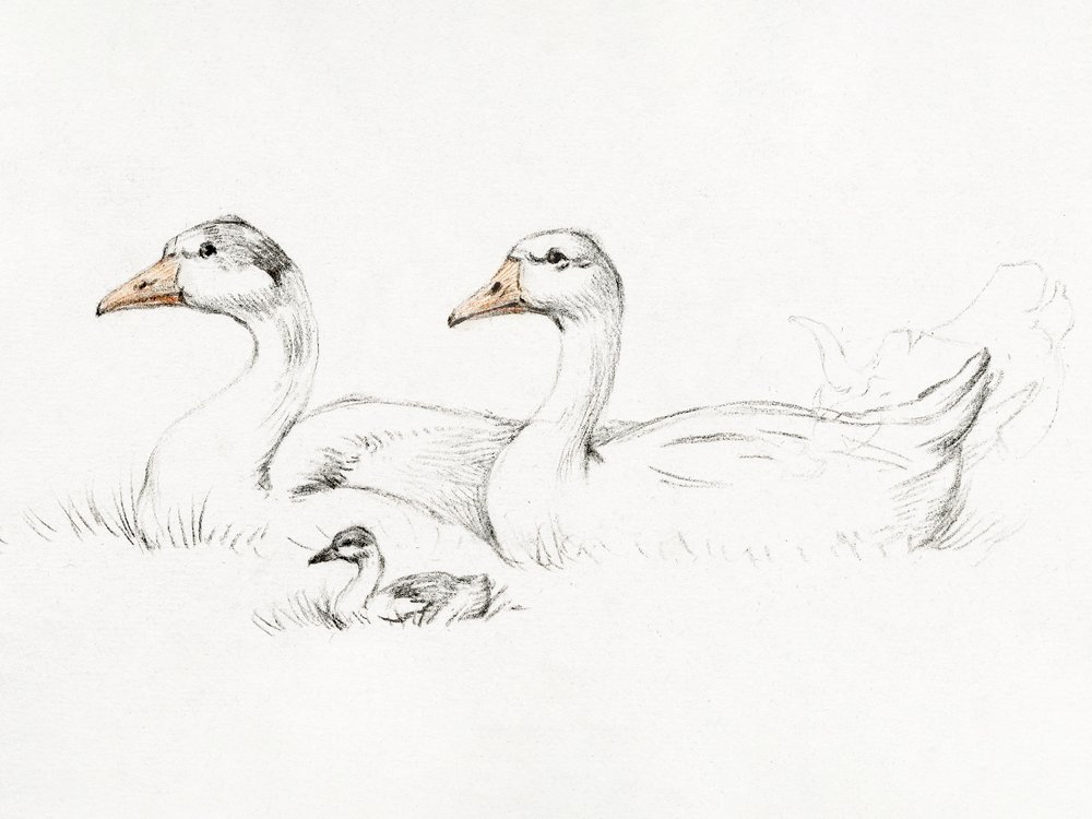 Due oche con un piccolo (1775–1833) da Jean Bernard