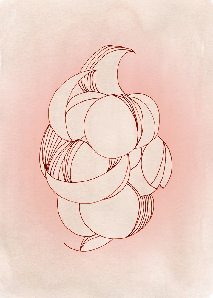 Forme delicate dei petali da Jenja Braun