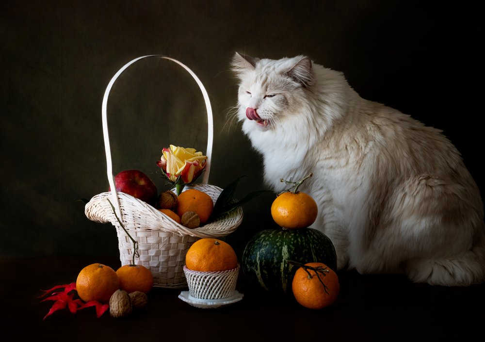 Natura morta con frutta autunnale e gatto da Jie Fischer