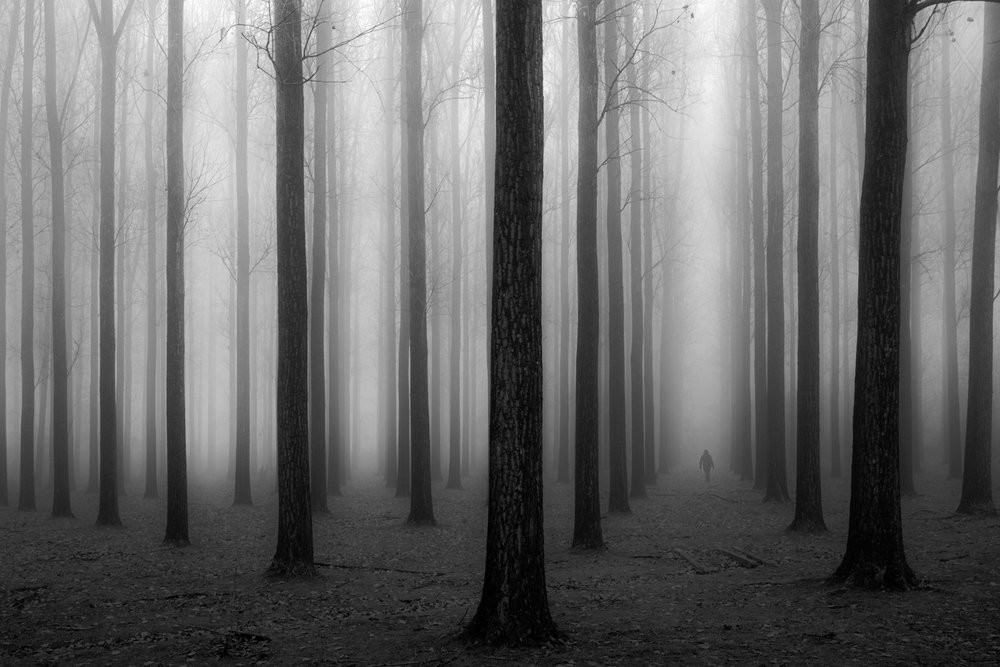 La misteriosa foresta nebbiosa da Jochen Bongaerts