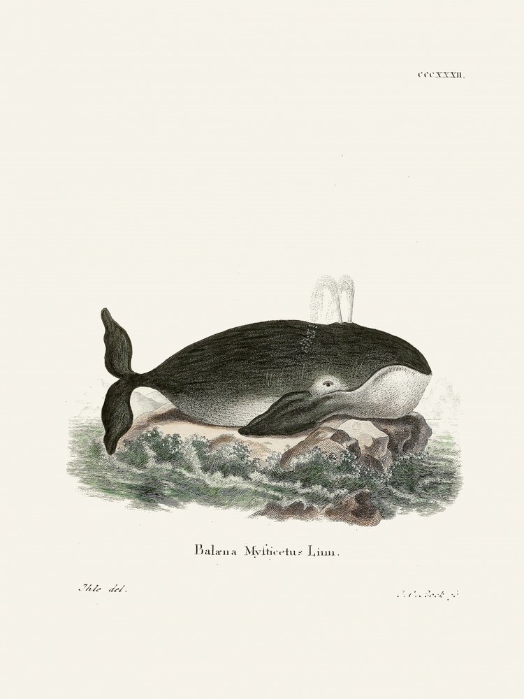 Balena boreale di Johann Christian Daniel von Schreber. da Johann Christian Daniel Von Schreber