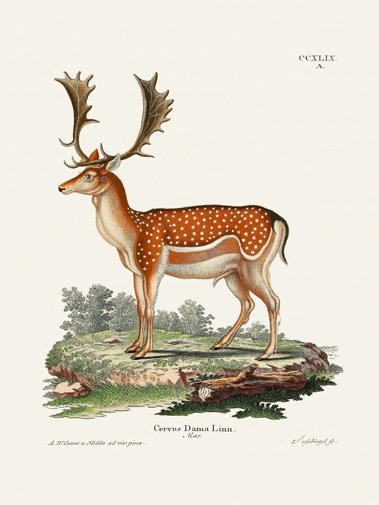 Il daino europeo  di Johann Christian Daniel von Schreber. da Johann Christian Daniel Von Schreber
