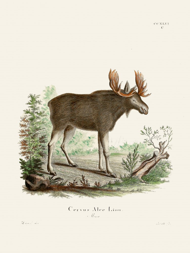 Moose di Johann Christian Daniel von Schreber. da Johann Christian Daniel Von Schreber