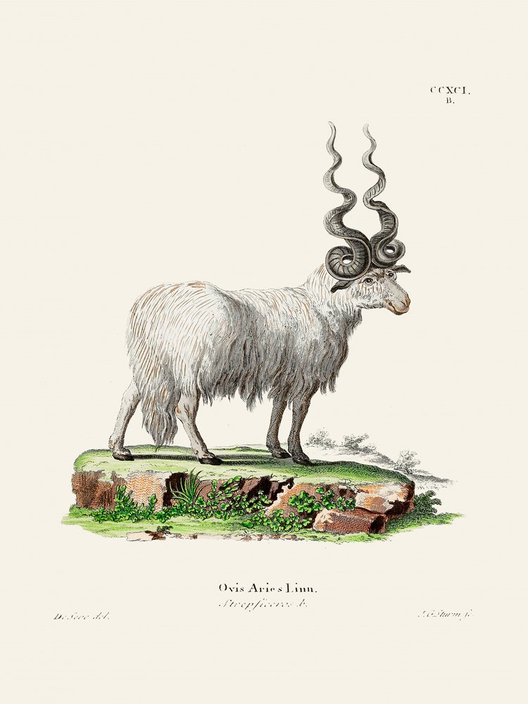 Ovis Aries di Johann Andreas Wagener e Johann Christian Daniel Von Schreber. da Johann Christian Daniel Von Schreber