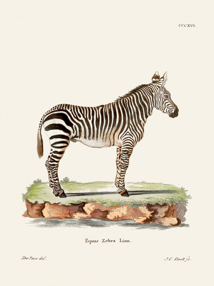 Zebra tratta da *I mammiferi* (1778-1855) di Johann Christian Daniel von Schreber. da Johann Christian Daniel Von Schreber