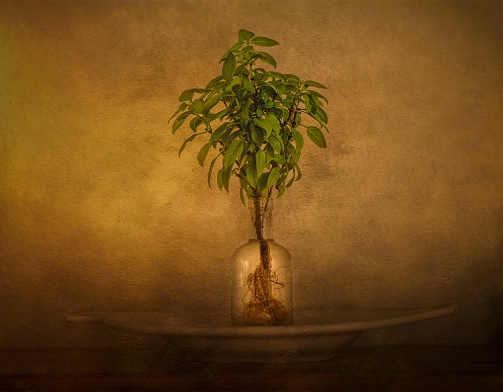 Natura morta con piante con radici da John-Mei Zhong