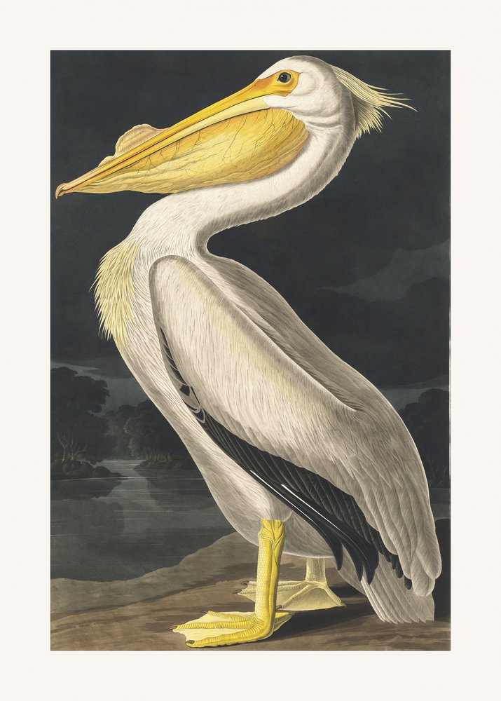  da John James Audubon