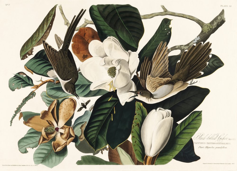  da John James Audubon