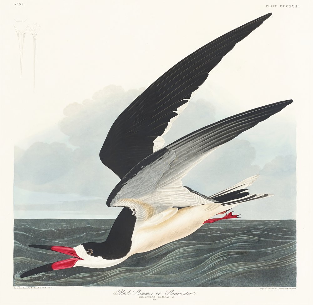  da John James Audubon