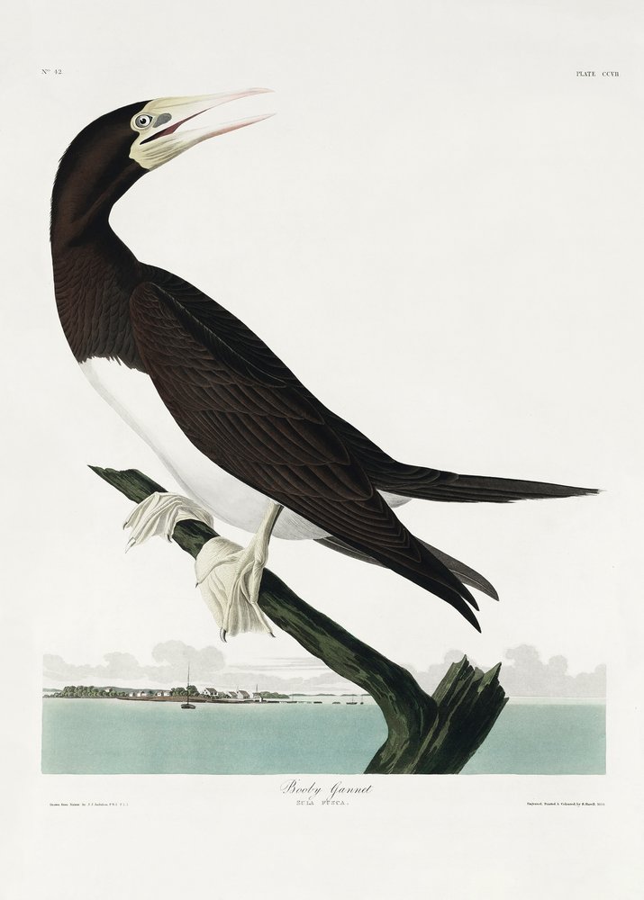  da John James Audubon