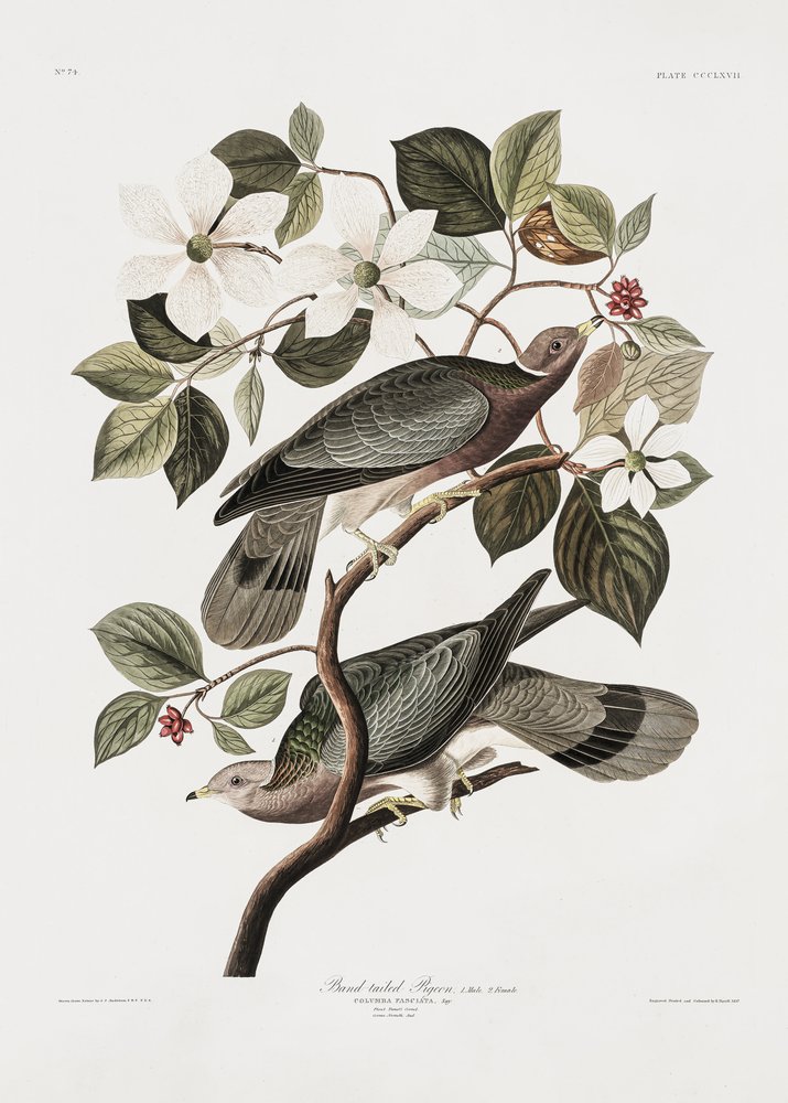  da John James Audubon